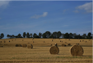 buy baling twine online