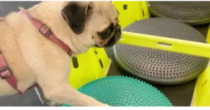 top rated dog physical therapist