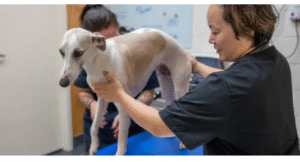 best dog physical therapist near me