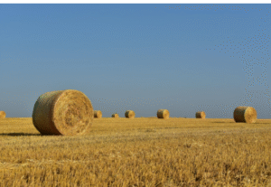net replacement film online