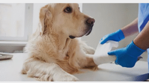 CCL tear in dogs treatment